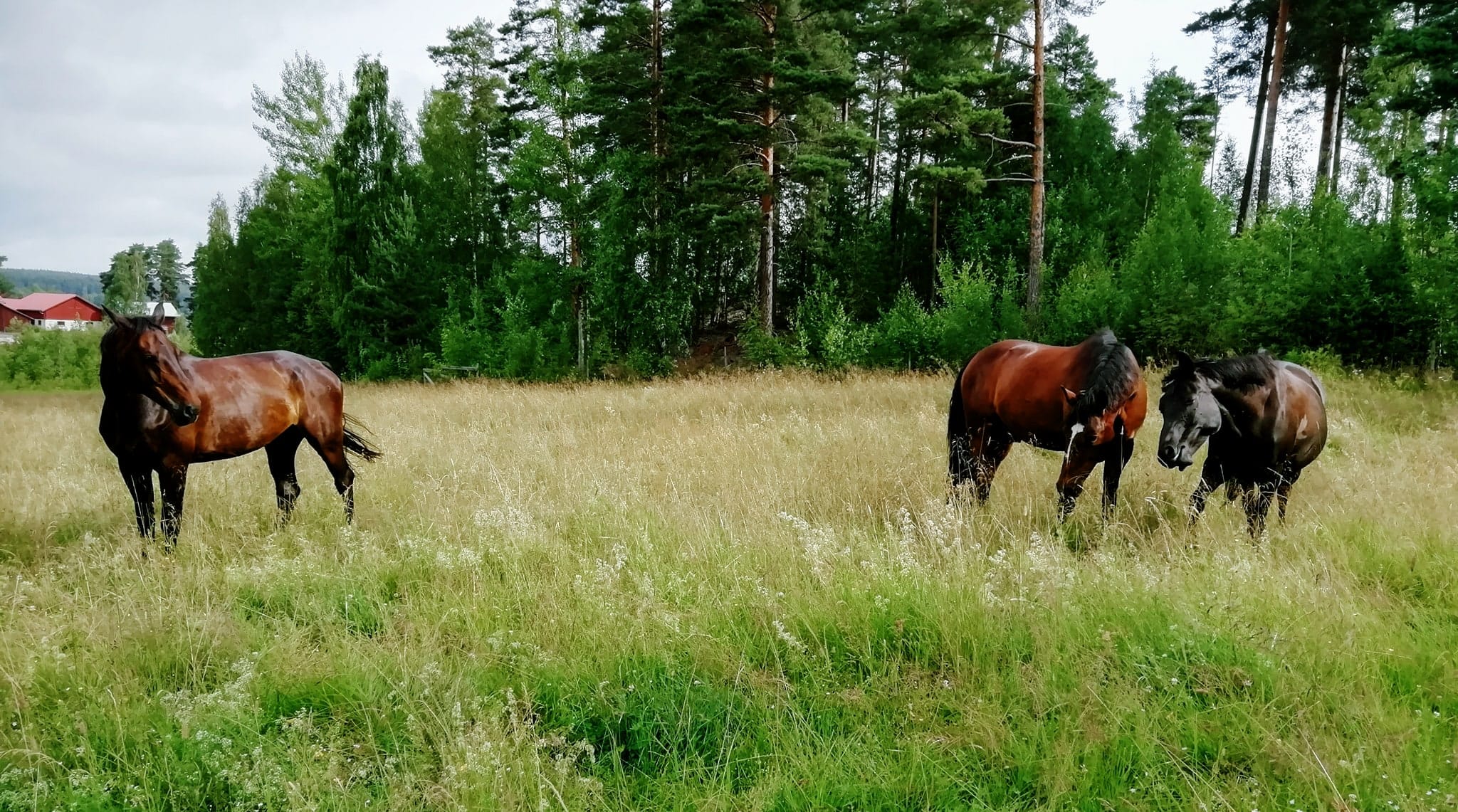 Hästar på Falu Ridklubb