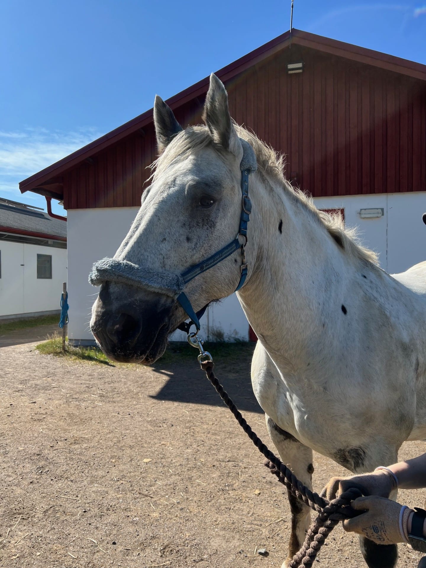 Scheraldin "Dimman"